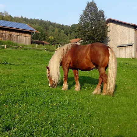 Urlaub Auf Dem Haberlhof Bauernhof Lohberg